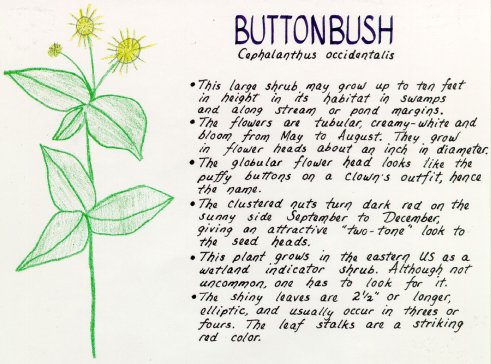Buttonbush