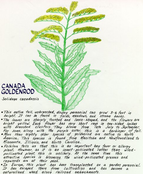 Canada Goldenrod
