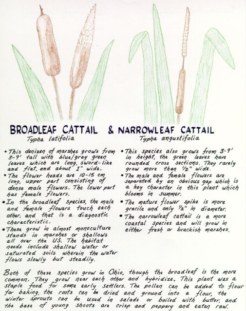 Broadleaf Cattail