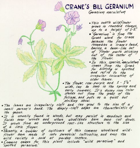 Crane's Bill Geranium