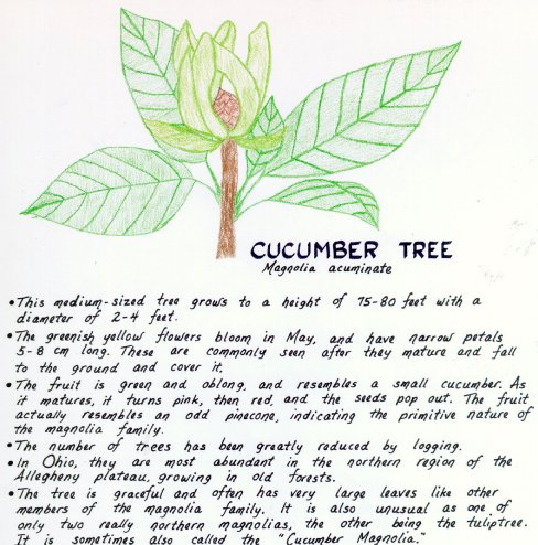Cucumber Tree