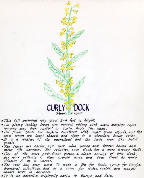 Curly Dock