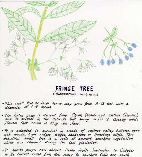 Fringe Tree