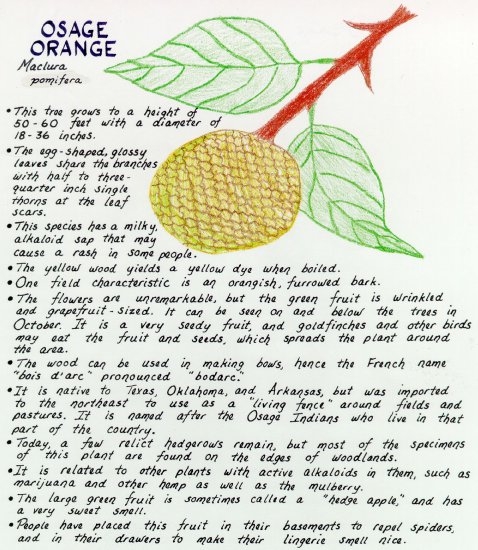 Osage Orange