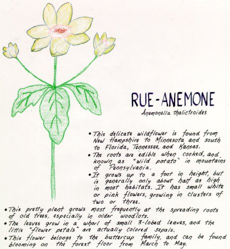 Rue-anemone