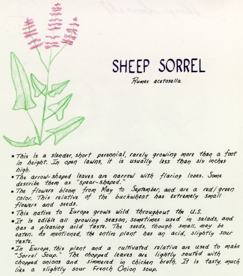 Sheep Sorrel