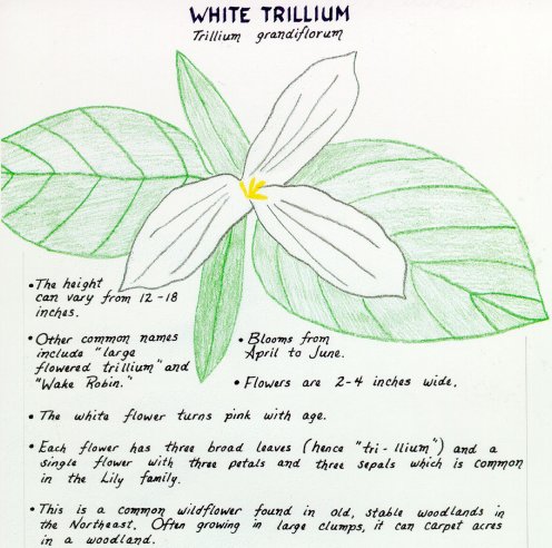 White Trillium