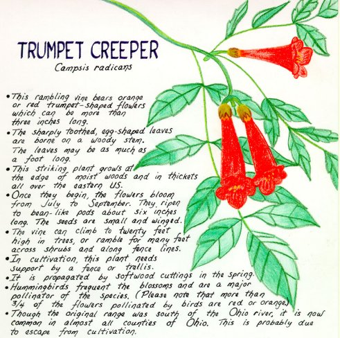 Trumpet Creeper