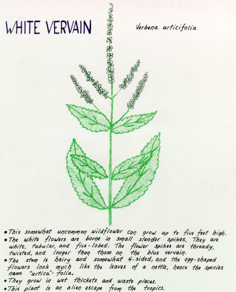 White Vervain
